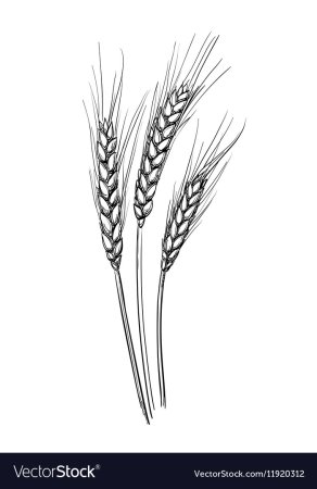 Рисование колосок