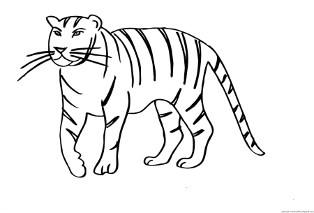 Лежачий тигр раскраска