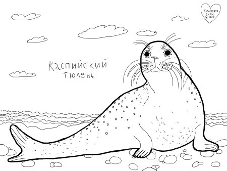 Тюлень морской котик морской Лев морской леопард