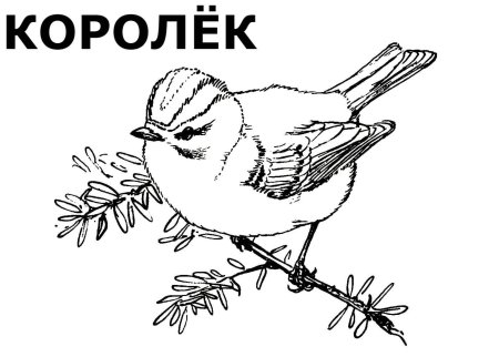 Желтоголовый королёк раскраска