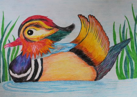 Рисунок утки мандаринки