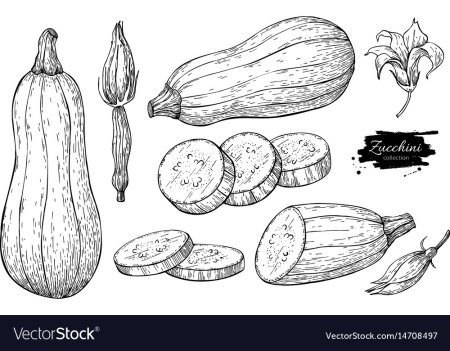 Кабачок раскраска