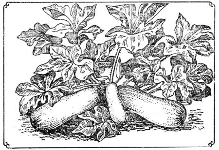 Кабачок раскраска для детей