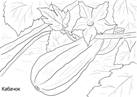 Кабачок раскраска для детей