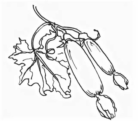 Кабачок раскраска