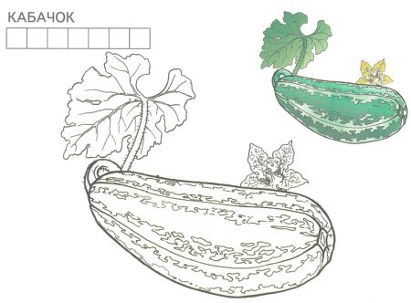 Кабачок рисунок