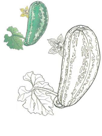 Кабачок раскраска для детей