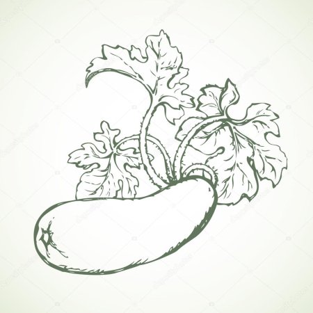 Кабачок раскраска для малышей