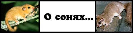 Соня полчок рисунок