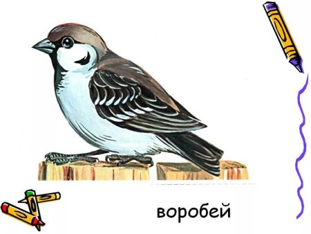 Воробей рисунок карандашом разукрашенный