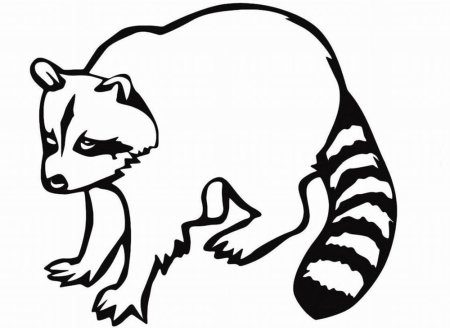 Енот раскраска для детей