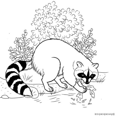 Раскраска Енотик