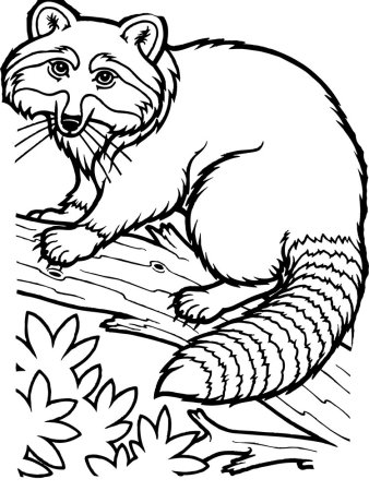 Разукрашки енот ракета