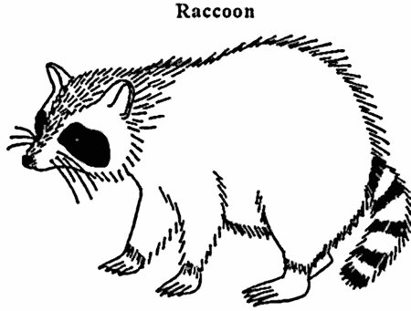 Енот полоскун черно белый