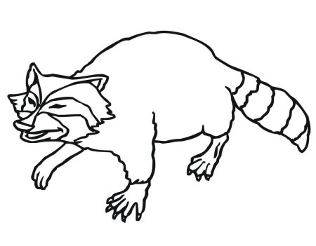 Енот раскраска для детей