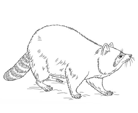 Енот раскраска