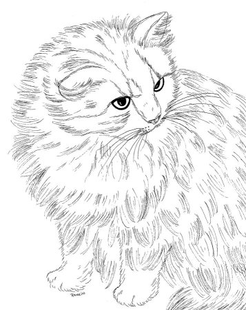 Сибирская кошка раскраска