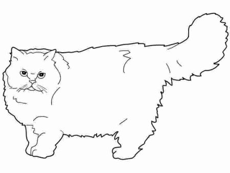 Персидская кошка раскраска