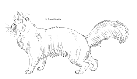 Пушистая кошка раскраска