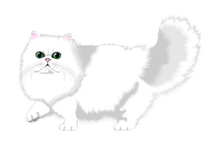 Кот пушистый белый