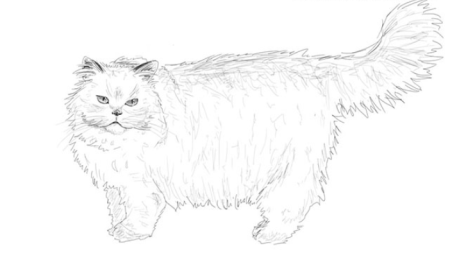 Пушистая кошка раскраска