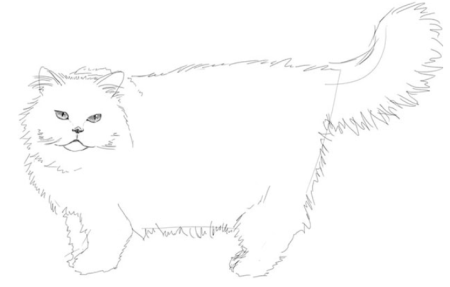 Персидская кошка рисунок