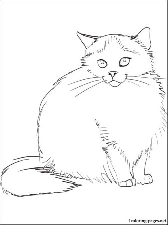 Пушистая кошка раскраска