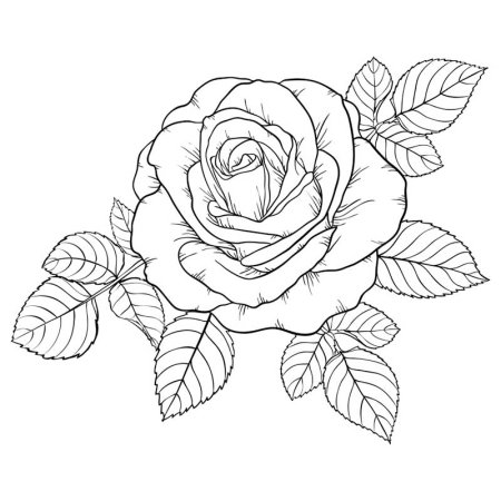 Лист розы контур