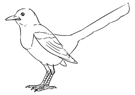 Сорока белобока раскраска для детей