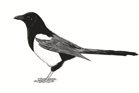 Зимующие птицы сорока для детей