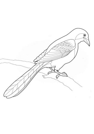 Ворона раскраска для детей