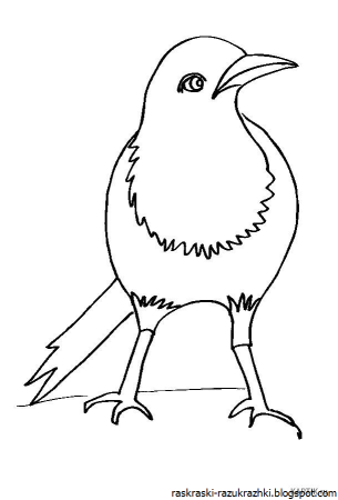 Птицы раскраска для детей сорока
