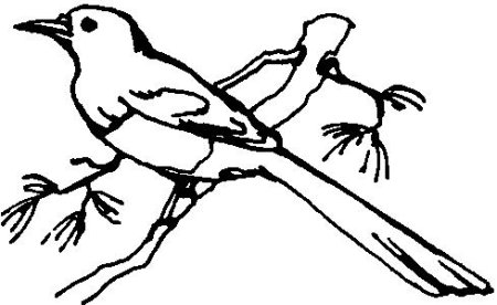 Сорока раскраска