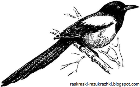 Раскраска птицы сорока