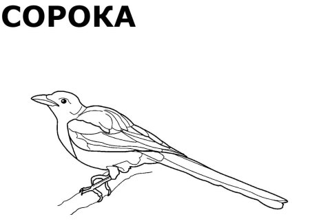 Ворона раскраска для детей