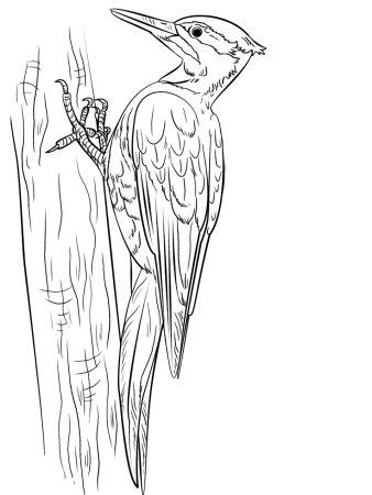 Дятел раскраска