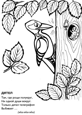 Контур птицы дятел