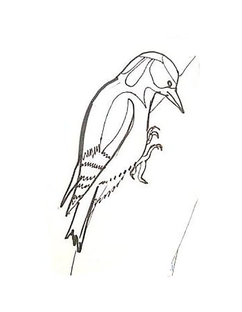 Дятел рисунок