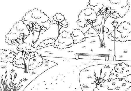 Раскраска парк с деревьями
