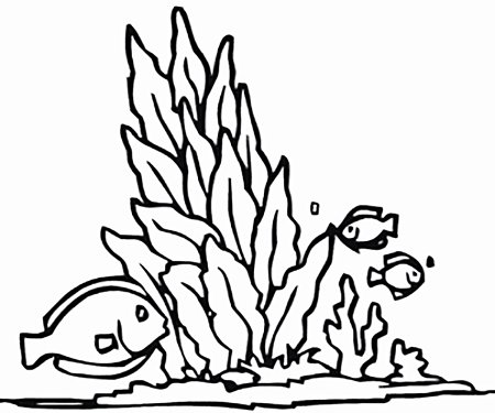 Раскраска морские водоросли