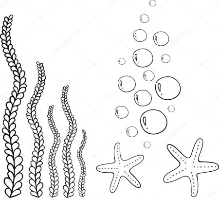 Водоросли контур