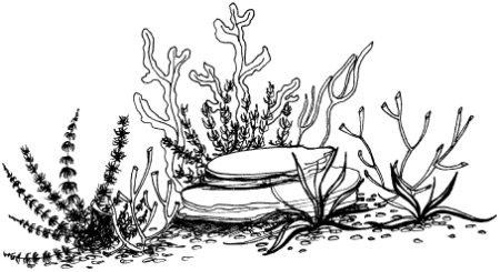 Зентангл водоросли