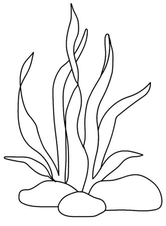 Водоросли карандашом