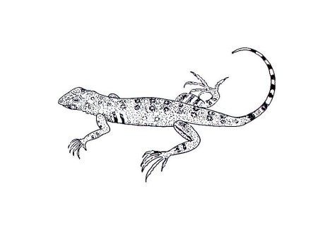 Ящерица раскраска
