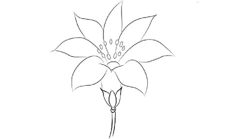 Орхидея раскраска