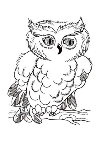 Сова раскраска для детей