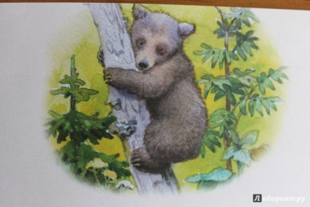 Раскраска медведь с ягодами