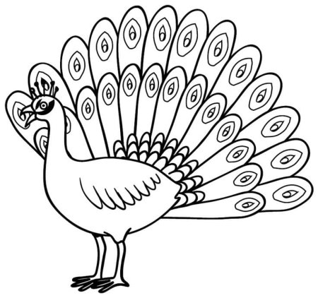 Павлин. Раскраска