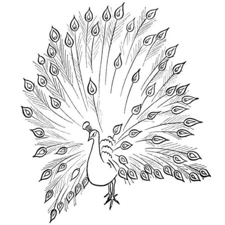 Павлин. Раскраска