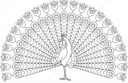 Павлин чб для детей